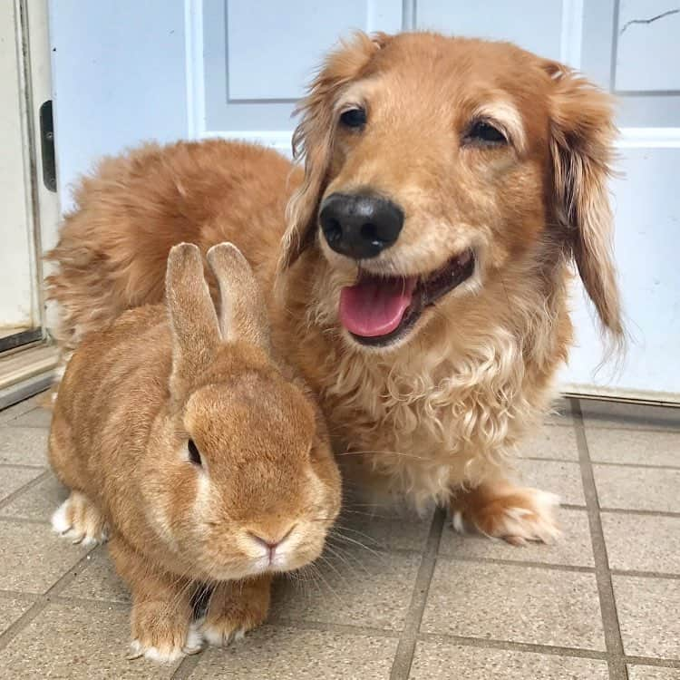 Chieko Shibutaさんのインスタグラム写真 - (Chieko ShibutaInstagram)「たろー🐶&うじゃこ🐰地方☀ あれ？ たろー！ 今日も☀‼ おさんぽ🌿待ち すでに　暑い💦 💕✨🐶🍀🐰✨💕 #dachshund #dachshunds #dachshundlove #dog #dogs #doglove #instadog #instagram #instagood #pet #pets #petsagram #cute #cutepe #cutepet #cutedog #cuteanimals #likes #09076999576 happy #smile #rabbit #ラビット #ミニュチュア #ミニュチュアダックス  #ミニュチュアダックスフント #うさぎ部 #うさぎ #ダックス #ダックスフンドロングヘアー#ねざーらんどわーふ」6月19日 9時50分 - chieko.81