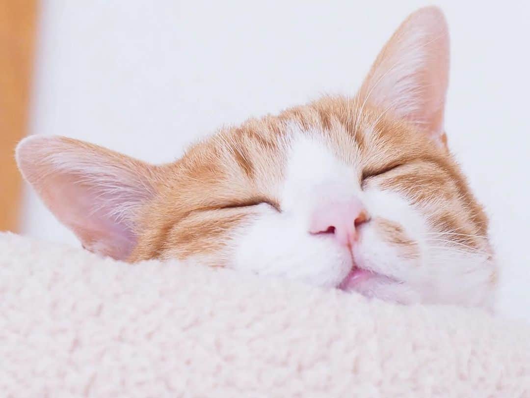 ねこさんのインスタグラム写真 - (ねこInstagram)「本日の【寝ているねこ・眠っているねこ】は、 @ripleyn さん家のリプリーくん❣️…ハッ、これは天使かな？！王子様かな？！😳❤️なんと可愛い寝顔😍ゆーっくり寝てていいからね☺️✨ #neko_magazine #ねこ #猫 #ネコ #catstagram #cat #ねこマガジン #NEKONOBA」6月19日 9時54分 - neko_magazine