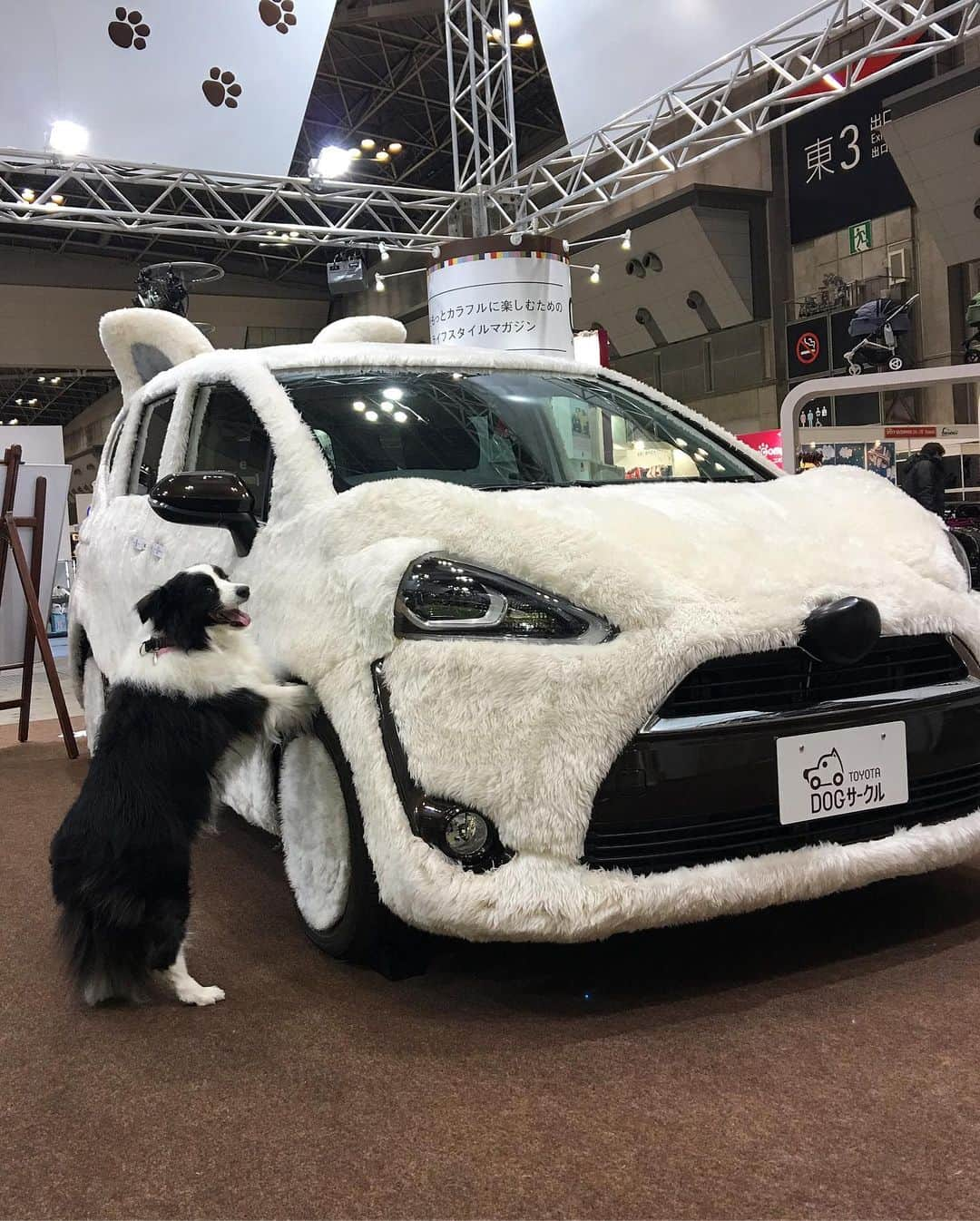 犬バカ部宣伝部長さんのインスタグラム写真 - (犬バカ部宣伝部長Instagram)「2年前の写真🐼💕﻿ このTOYOTAシエンタ欲しいわぁ😋💕﻿ 後ろのTOYOTAマークが可愛すぎる😍﻿ 耳もシッポも付いてるんだよ😍﻿ ﻿ #犬バカ部﻿ #bordercollie﻿ #ボーダーコリー ﻿ #TOYOTAさんこれ売って下さい」6月19日 20時49分 - umetaturou