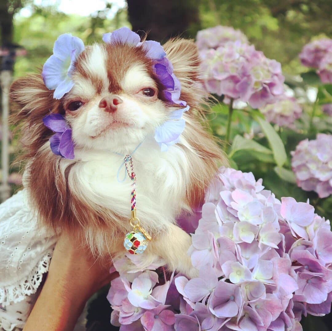 kayoのインスタグラム：「* * * 紫の紫陽花もキレイ💜✨ * * * Lychee💗 * * #紫陽花 #chihuahua#chihuahualove#dogstgram#dog#instadog#チワワ#チワワ大好き * *」