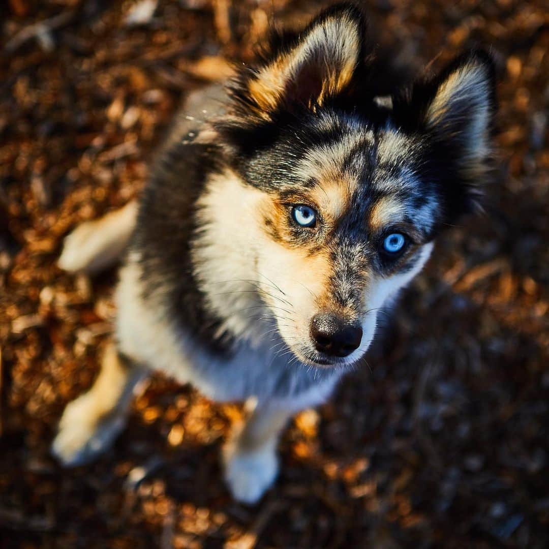 のインスタグラム：「WE FOR OUR BOY BACK!! THANK YOU TO EVERYONE WHO HELPED SPREAD THE WORD! Hug your furry companion now and never take them for granted! So beyond grateful for the power of social media ❤️ love y’all!」