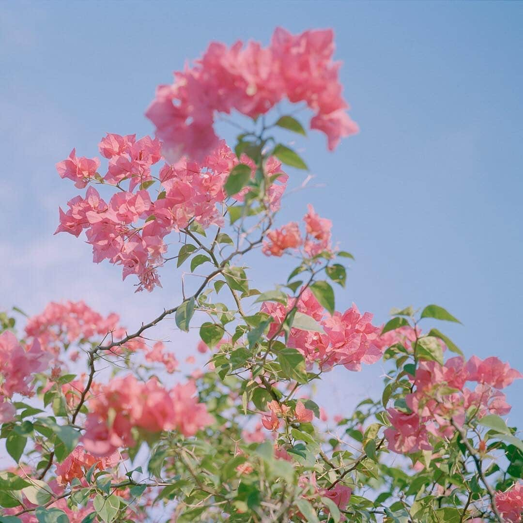 pomeloさんのインスタグラム写真 - (pomeloInstagram)「Pomelo Cover | @_nguan_ is a photographer from Singapore. These photos reveal a strong summer atmosphere, and the tone of the powder is fresh and cheerful. You can feel the joy and beauty of everyday life seen on the streets.  Swipe left to see more!  Double tap if you love these pictures!  #pomelocamera #pomeloapp #photographer #spring2019  #photography #artistic #instagood」6月19日 19時50分 - pomelocam