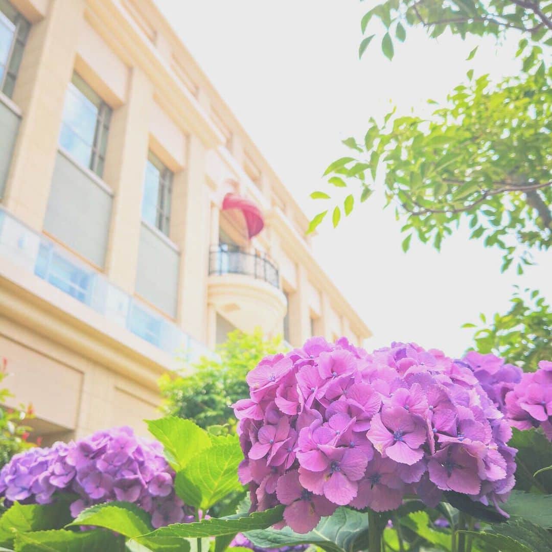 アニヴェルセル みなとみらい横浜 公式さんのインスタグラム写真 - (アニヴェルセル みなとみらい横浜 公式Instagram)「. 晴れる日が続いていますね！ アニヴェルセルのプロムナードにも 素敵なあじさいが咲いていました！ . 週末も良いお天気が続きますように…！ . #ウェディング #ウエディング #結婚式 #アニヴェルセル #アニヴェルセルみなとみらい横浜 #アニヴェルセルみなとみらい #みなとみらい #桜木町 #汽車道 #みなとみらい散歩 #ブライダルフェア #ウェディングフェア #シーン #プロポーズ #プレ花嫁デビュー #アニ嫁 #プレ花嫁 #marryxoxo #日本中のアニ嫁さんと繋がりたい #日本中のプレ花嫁さんと繋がりたい #恋人の聖地 #梅雨入り #雨 #6月」6月19日 20時07分 - anniversaire_minatomirai