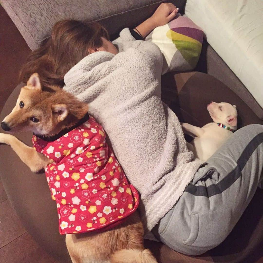 柴犬ハル&保護犬すずさんのインスタグラム写真 - (柴犬ハル&保護犬すずInstagram)「🍼 . そういえば、 すずが我が家に来た時、 夜中にキャンキャン泣いて吠えて、 それはそれは忙しかった😂 . #寝室で寝た記憶がない #ソファかこのクッションで寝てた #でも全然苦じゃなかった #すずを踏んでるねゴメンよ笑 #ハルも子育てで眠そうな顔 . #柴犬#柴#kagoshima#dog#puppy#shibainu#shibastagram#いぬバカ部#family#鹿児島#赤柴#雑種#天文館#日本犬#保護犬を家族に#保護犬#元保護犬#家族」6月19日 20時17分 - haruharu040777