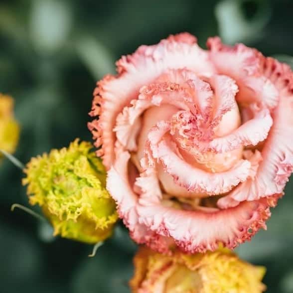 青山フラワーマーケットのグルメインスタ