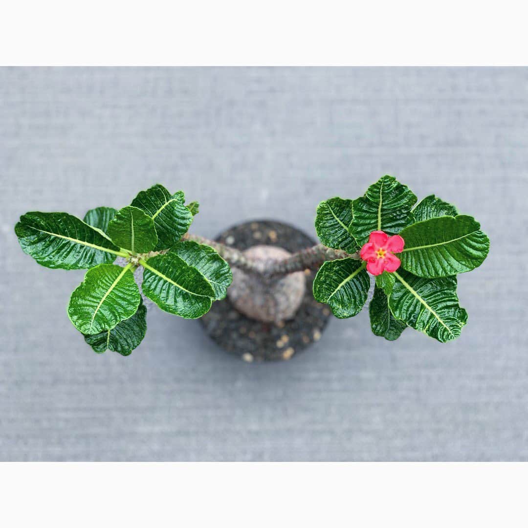 佐田正樹さんのインスタグラム写真 - (佐田正樹Instagram)「花咲いた。  #パキポディウム #ウィンゾリー #塊根植物 #開花  赤花咲くとテンション上がりがち。 塊根マニアあるある。」6月19日 12時38分 - satakisama