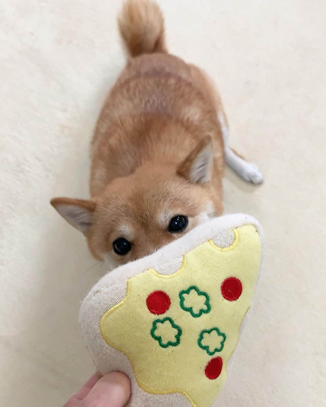 豆柴 サニーちゃんさんのインスタグラム写真 - (豆柴 サニーちゃんInstagram)「. . HELLO〜こんにちわん🍕🐻🍕 . 🐻はい🐾ピザどおぞ〜🍕 . . 昨日の夜の地震 みんな大丈夫だったかな… 速報出て、びっくりしたよ〜😣 怖かったよね😣 これ以上被害が出ませんように… . . #サニーのはいどおぞ #引っ張りっこ #うっすらカモメさん #おかえりなさいカモメさん #m字眉毛 #換毛期のお楽しみ . #柴犬#豆柴 #赤柴 #まめしばいぬ#まめしば#いぬのきもち#ふわもこ部 #サンデイ#サンデイいぬ#anicas#shiba_snap #shibainu #shiba#mameshiba#shibastagram #豆柴サニーちゃん」6月19日 12時52分 - sunny_rei_32