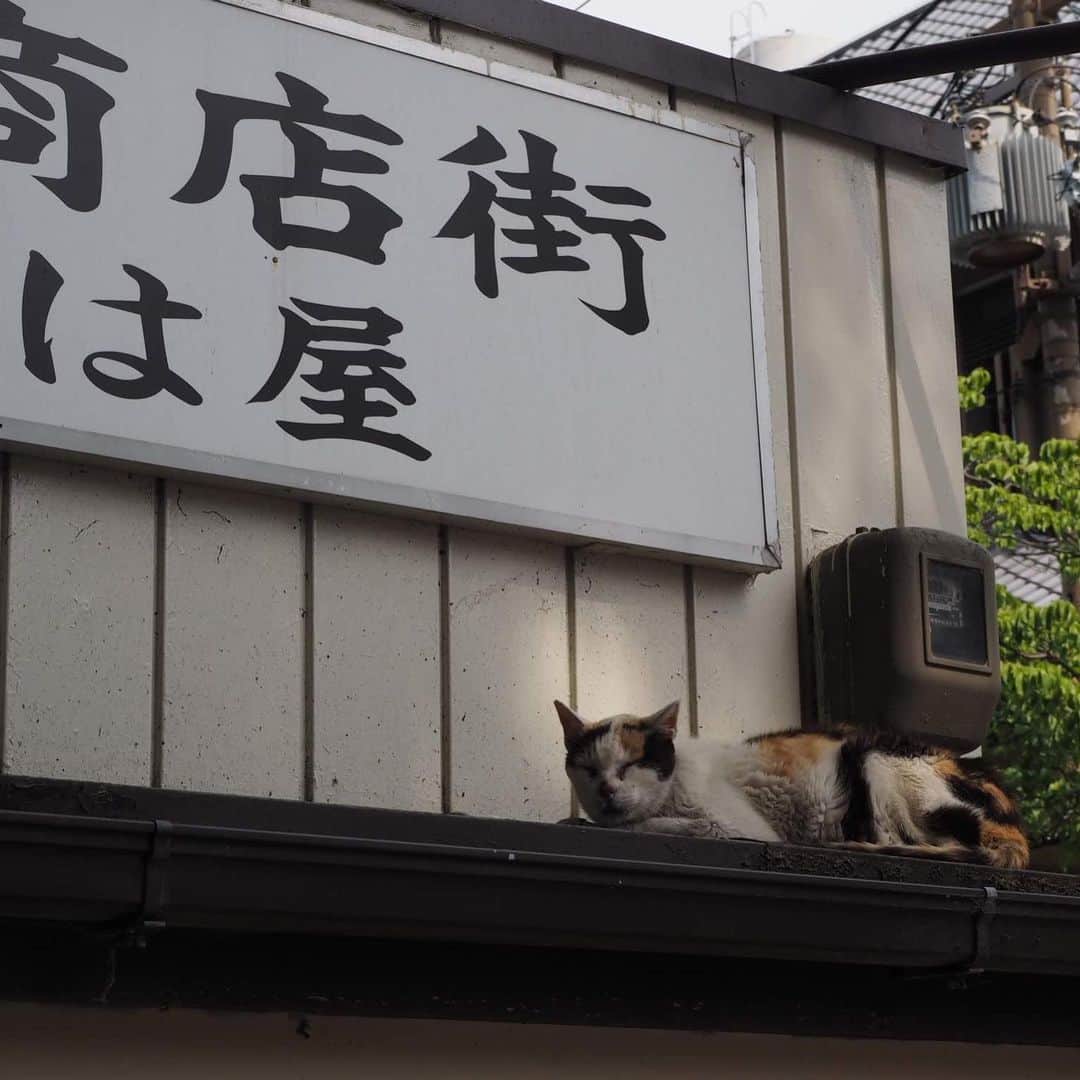 テレ朝newsさんのインスタグラム写真 - (テレ朝newsInstagram)「猛暑の奈良で猫が商店街の屋根で寝ていました。 . . #おでかけゴーちゃん。#テレビ朝日 #テレ朝 #news #六本木 #東京 #japan #follow #テレビ #テレビが好きな人と繋がりたい #写真 #写真好きな人と繋がりたい #photography #nofilter #ゴーちゃん #ごーちゃん #panda #おでかけ #fun #travel #奈良 #Nara #暑い #かき氷 #猫 #cat」6月19日 13時09分 - tv_asahi_news