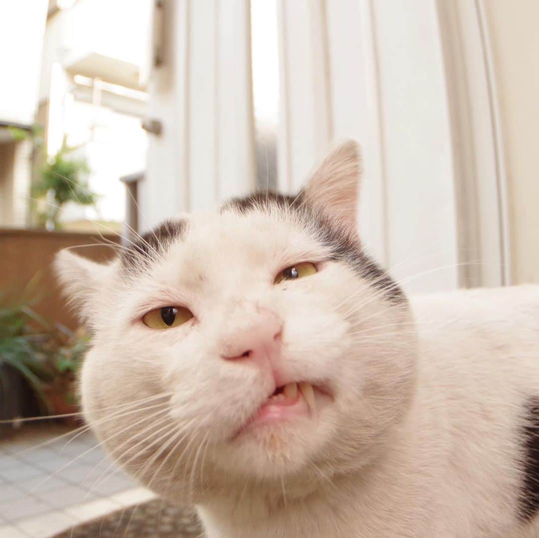 Kachimo Yoshimatsuさんのインスタグラム写真 - (Kachimo YoshimatsuInstagram)「ぶ顔のナナクロ #uchinonekora #nanakuro #ぶ顔 #neko #cat #catstagram #kachimo #猫 #ねこ #うちの猫ら http://kachimo.exblog.jp」6月19日 13時24分 - kachimo