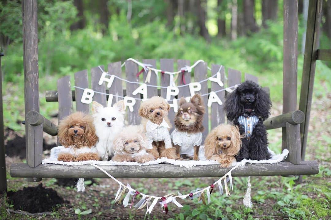 mamiのインスタグラム：「* さらりとした空気の中でのーんびり。 . お友達のお誕生日をみんなでお祝い ケーキ🧁食べたり、ランランしたり♩ 楽しかったね♡ . . #オールドレンズ  #オールドレンズに恋をした #オールドレンズで繋がりたい #私が紡ぐ物語 #chihuahua #チワワ#poodle #toypoodle #プードル #トイプードル  #petstagram #dogsofinstagram #dogoftheday #fluffypack #dailypetstars #igersjp #_lovely_weekend #Airy_pics #whim_fluffy #tokyocameraclub #ファインダー越しのわたしの世界 #写真好きな人と繋がりたい #親バカ万歳キャンペーン」