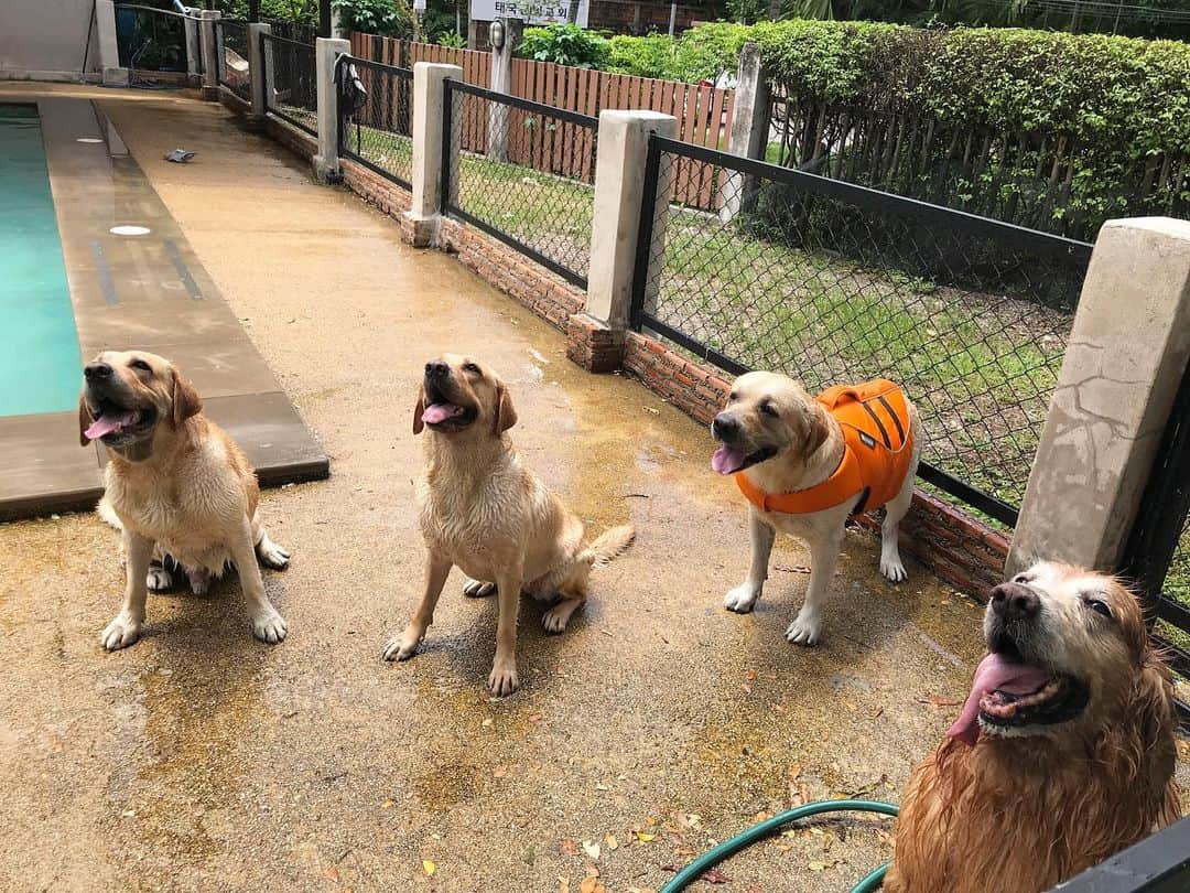 Hoykong&Plamuekのインスタグラム：「Lots of friends last Saturday #summerdogpoool」