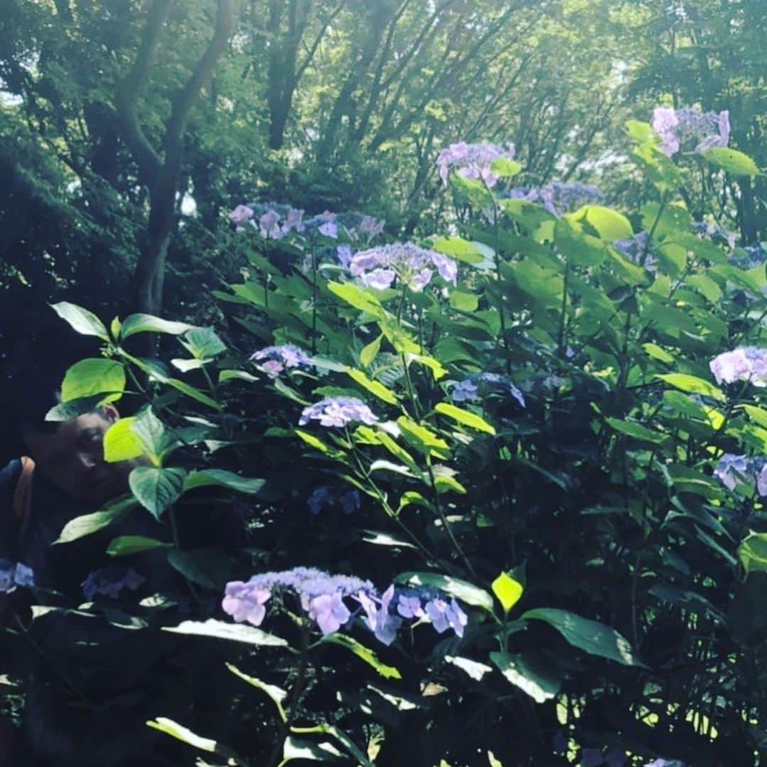 くっきー（川島邦裕）さんのインスタグラム写真 - (くっきー（川島邦裕）Instagram)「#一句をよぉ #一句を詠みたくなっちまった #綺麗だな♪ #紫陽花ポフポフ咲き乱れ♪ #隙間で覗く鬼ツラの♪ #睾丸熱もち♪ #ポフポフポフ♪」6月19日 14時22分 - nikuguso_taro