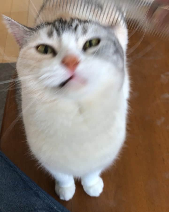 のインスタグラム：「ブラッシングが大好きなしらすさん。 抜け毛が大量(笑)  #cat  #scottishfold  #猫のいる暮らし」