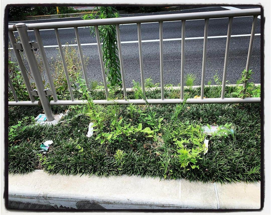 渡邊由貴さんのインスタグラム写真 - (渡邊由貴Instagram)「車からゴミを中央分離帯に捨てるのはやめましょう！  渋谷辺りの青山通りはゴミが道路に捨てられていて汚い！オリンピックも近いので、綺麗にすれば良いのに〜 #ゴミ #青山通り #環境浄化  #環境を整える」6月19日 14時44分 - yukiwatanabe788
