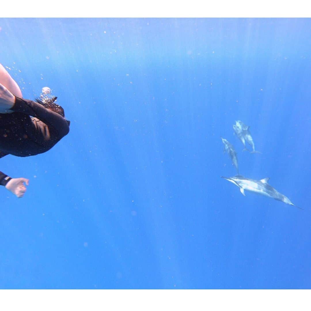 KATさんのインスタグラム写真 - (KATInstagram)「My Dream came true of swimming with Dolphins 🐬 today!!⁣ ⁣ Thank you God for answering my Prayer!🙏🏼🙌🏼 They were there as soon as we got in to the ocean and there were so many 😭🐬❤️ ⁣ ⁣ I am so grateful to @konafreediveadventures for showing me and my dad how to approach them and helping us train to swim a bit deeper today!⁣ ⁣  I recommend him as a guide if you are on the Big Island!⁣ photo by @barspinnerr ⁣ 今日はイルカと一緒に泳ぐ夢が叶いました！ 本当に沢山いてビックリ！平泳ぎしちゃうと逃げていくって教えてもらったのでそっと腕を動かず泳いでいったら近く行けました。⁣ ⁣ もう夢みたいな時間でした！😍 ⁣ ⁣ ⁣ #dolphins #bigisland #twostep #swimmingwithdolphins🐬」6月19日 14時48分 - katmcdowell