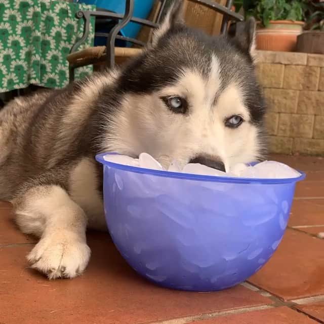 husky and malamuteのインスタグラム：「Tired，My plan for the weekend.🙂 follow @alaskandaily （Twitter：alaskandaily）for more cute pic and video.😜 ……………………………………………………………… From @huskyfuntimes ……………………………………………………………… #alaskan#malamute#alaskanmalamute#alaskanhusky#malamutesofinstagram#puppylife#puppylove#puppydog#puppylover#dogdays#malamutepuppy#huskies#huskeypuppy#huskeiesreq#siberian#huskeiesofig#dogslife#dogsofnyc#cutedog#cutedogs#huskeypics#huskeylovers#huskygram#huskeylove#huskiesofinstagram#dogsofnyc#husky#狗」