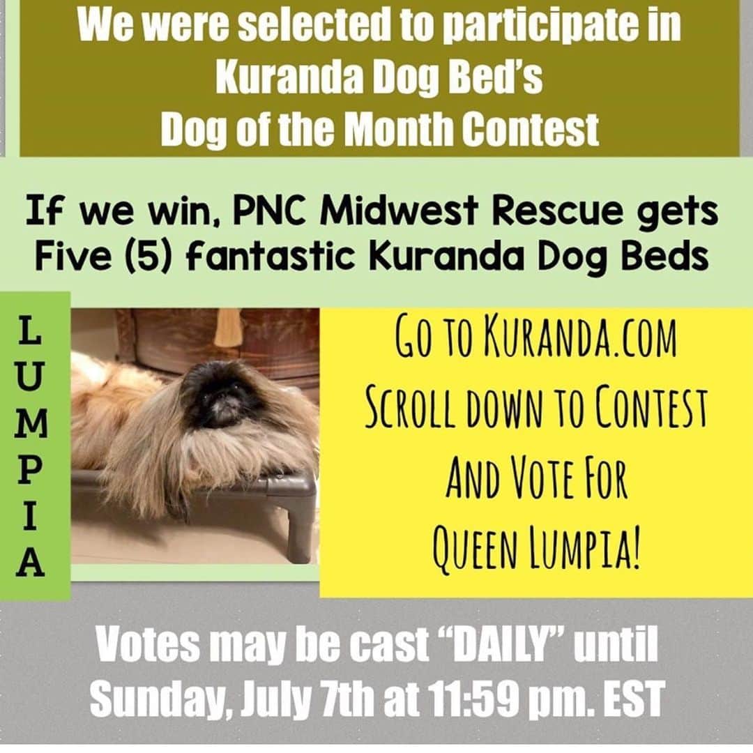 JEWELのインスタグラム：「PLEASE HELP! Queen Lumpia is in a dog of the month contest.If she wins, PNC Midwest Rescue will get five fantastic beds from @kurandadogbeds  The LINK:  https/kuranda.com/dog-of-the-month ( you will be asked to authorize a poll app before voting). THANK YOU!!!! VOTE NOW! @powerfluff」