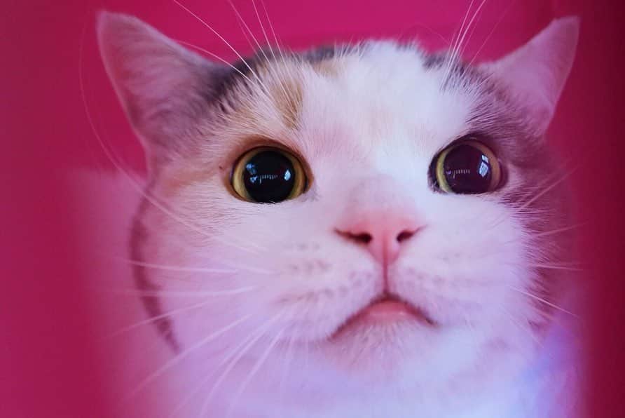 sancheloveさんのインスタグラム写真 - (sancheloveInstagram)「ピンクのポーちゃん。正確にはピンク色のキャリーの中でにゃあにゃあ鳴いてるポーちゃん。写真撮ってないで出してニャー！！😾💨 ・  モモせんせのところに行ったときに撮りました🚗💨ハンドル握ったら落ち着いた😂💦 ・ ・ #ポーちゃん日記 #kitty#catstagram#catstagram_japan#petstagram#picneko#instacat#meow#catoftheday#catofworld#ilovemycat#funnycat#猫#ねこ#にゃんこ#みんねこ#にゃんだふるらいふ#ふわもこ部#にゃんこ#ねこまみれ#ねこ休み展 #britishshorthair#scottishfold#ブリティシュショートヘア#ねこのいる暮らし Polon」6月19日 15時13分 - sanchelove