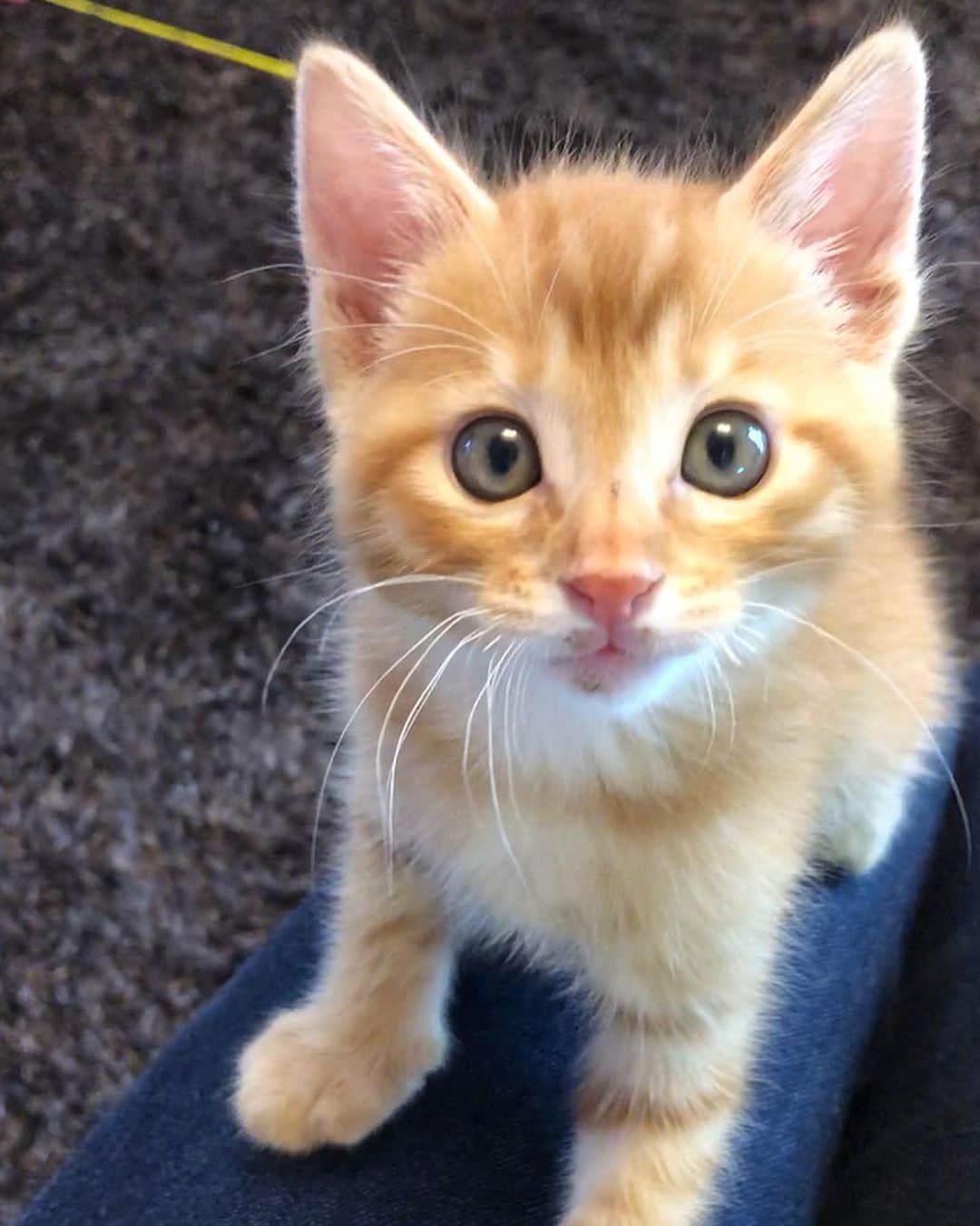 marimon0703__さんのインスタグラム写真 - (marimon0703__Instagram)「足登り始まりました〜😂 毎回デニムを買い換えた時に子猫が来てる気が…👖😅 #保護猫ふくまる (まる)」6月19日 15時19分 - marimon0703__