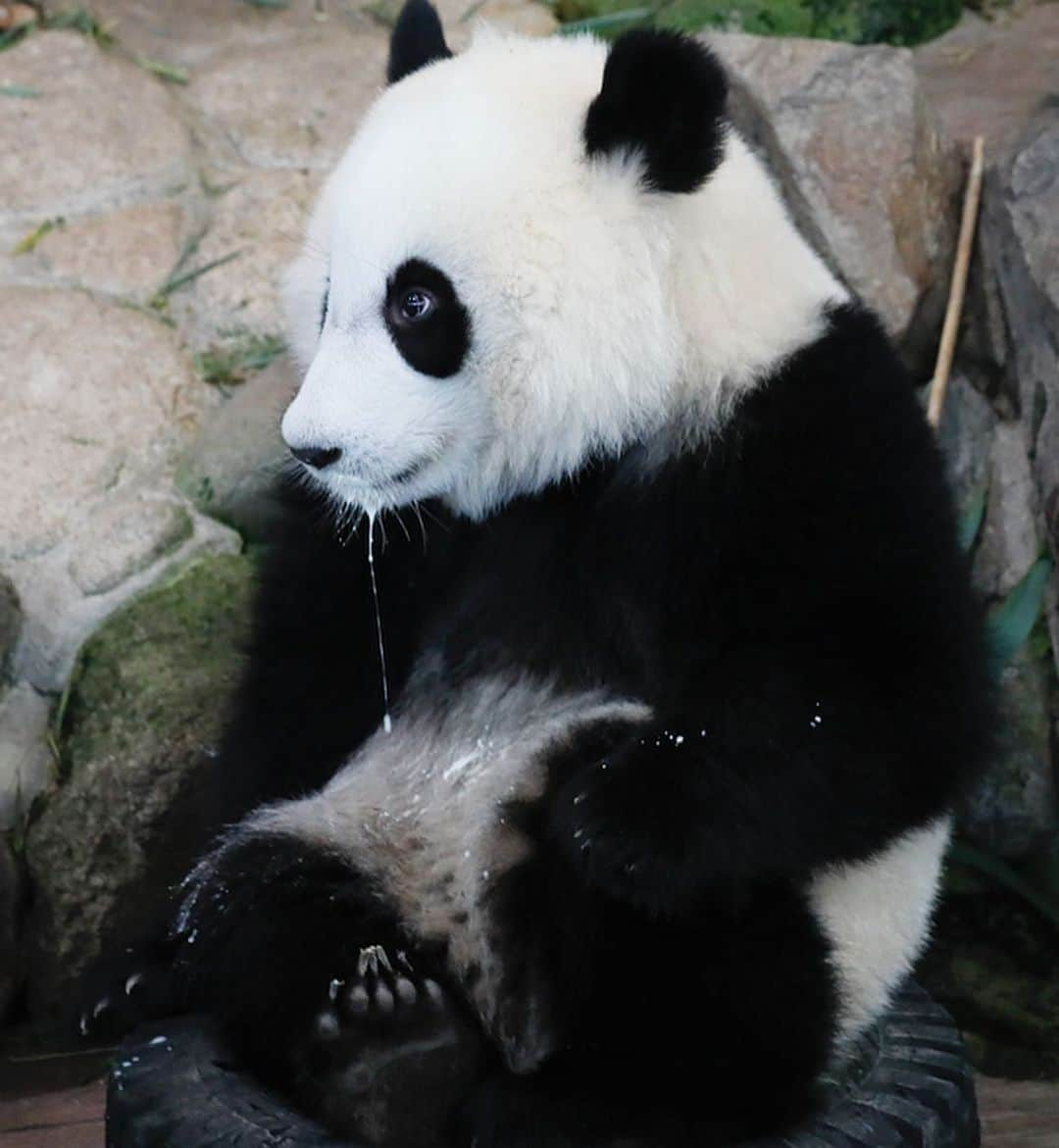 パンダ（白浜）さんのインスタグラム写真 - (パンダ（白浜）Instagram)「🐼 😊 #HELLOLITTLE 🐼🐼🐼 #ハローリトル #baby #pandamental #hellopanda #ハローパンダ #パンダグラビア and #panda #pandababy 🐼🐼🐼 ⭐︎『HELLO LITTLE』IN STORE NOW⭐️ #結浜 🍎🍼🍎🍼on her WHEEL👍」6月19日 15時22分 - hellopanda_book