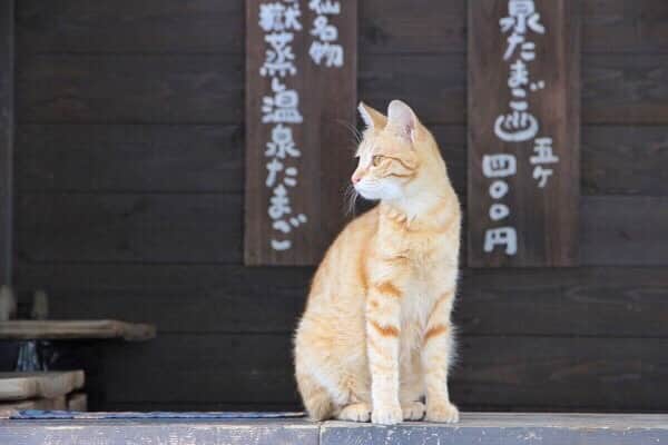 現地発信の旅行サイト「たびらい」のインスタグラム：「【長崎・雲仙小浜温泉】 長崎県の雲仙・小浜温泉へお出かけ。雲仙地獄内にある地獄茶屋では、あつあつの「温泉たまご」が販売されています。この日は看板ネコちゃんもいましたよ♪  旅の終わりは、小浜の夕日に癒されて。詳しくは「たびらい　雲仙温泉」で検索☆ ： #たびらい #tabirai #ローカル旅行 #旅行好き #旅行好きな人と繋がりたい #旅行 #女子旅 #travel #温泉 #長崎 #島原温泉 #雲仙 #九州 #島原 #小浜 #雲仙地獄 #地獄 #温泉たまご #おいしい #たまご #ぶらり旅 #日帰り温泉 #観光スポット #温泉レモネード #レモネード #サンセット #夕日 #sunset #trip #beach」