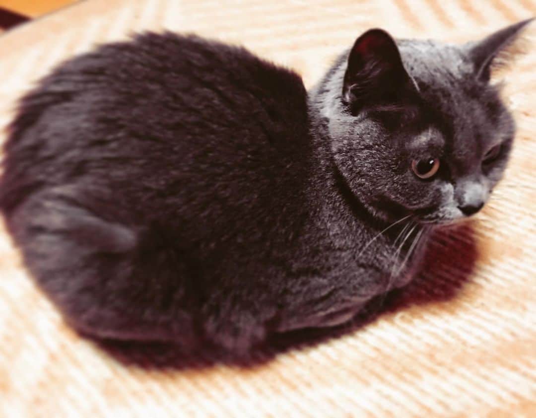 チキン南蛮カレーのルウ王子のグルメインスタ