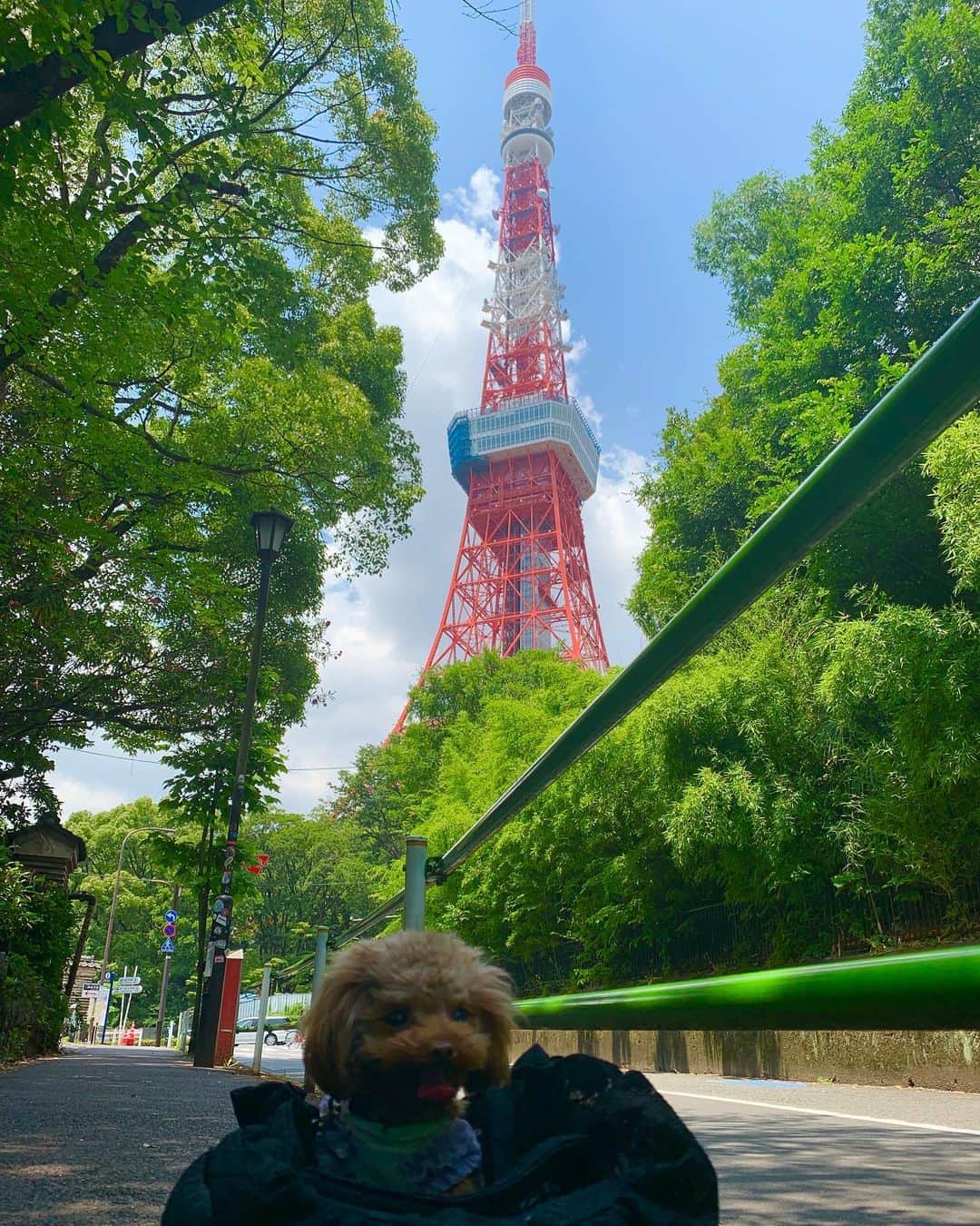 本城結実さんのインスタグラム写真 - (本城結実Instagram)「. . 東京タワーの麓でテラスランチ . 仕事で東京タワー近辺は来ることがありますがゆったりランチは初めてだったので新鮮でした☺︎ . お店はまるで海外リゾートの様な空間でご飯もとっても美味しかった&ボリュームあり！ ちゃっかり🍺も🤤🤤🤤 . 人間だけではなくわんこも盛れる、Ulike🤣ww . #テラスランチ#東京タワー#港区ランチ #芝公園 #芝公園カフェ #芝公園グルメ #わんこ #わんことお出かけ #わんこのいる生活 #ペット#ペットok #犬好きな人と繋がりたい#いぬすたぐらむ #いぬのいる暮らし #エブリドッグ #といぷーどる #トイプードル #ティーカッププードル #犬すたぐらむ#instalove」6月19日 15時39分 - yumihonjo_