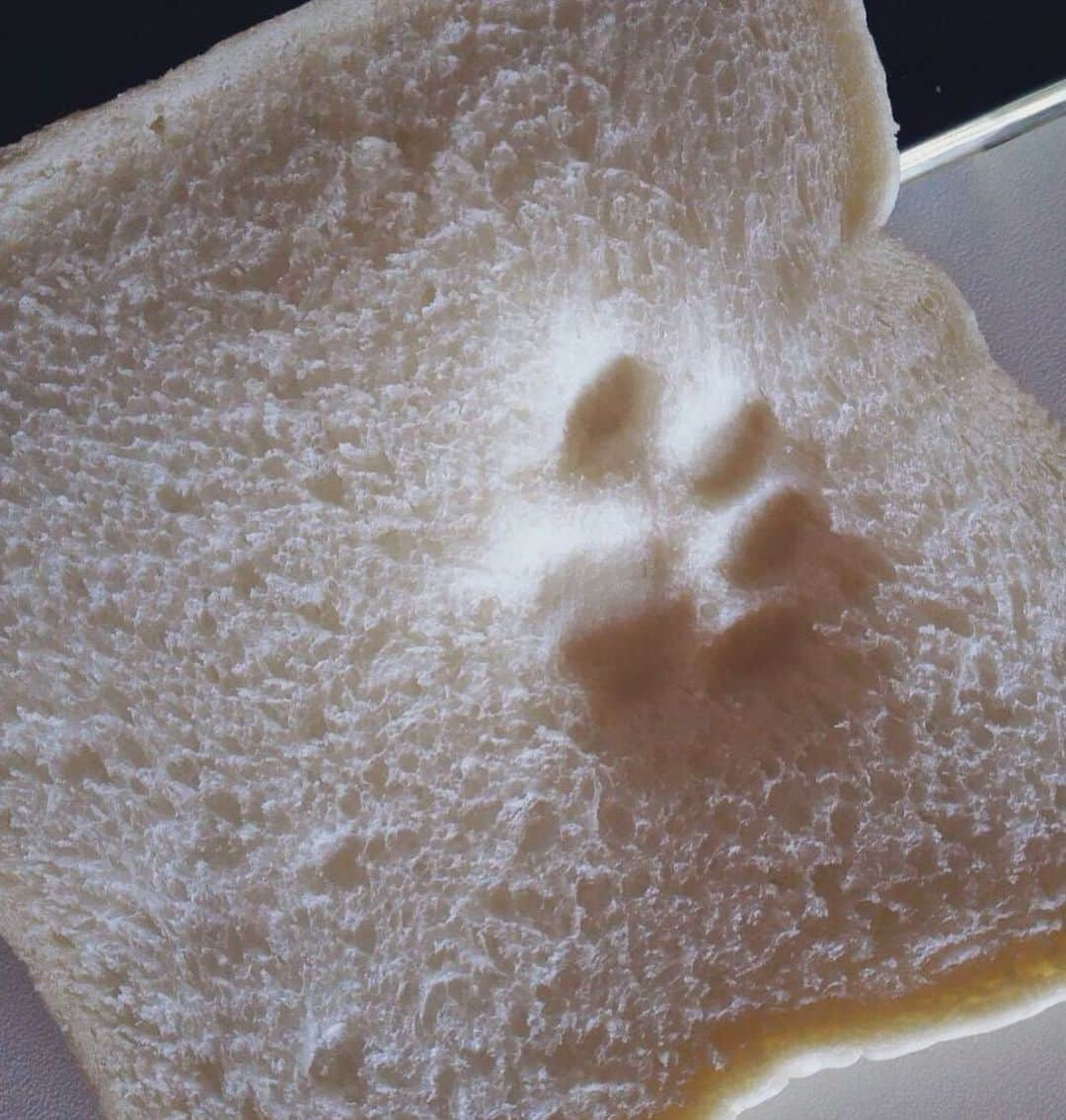 9GAGさんのインスタグラム写真 - (9GAGInstagram)「Your toast has been blessed by a cat.  By 6__roku_ | TW  @meowed #paw #9gag」6月19日 15時56分 - 9gag