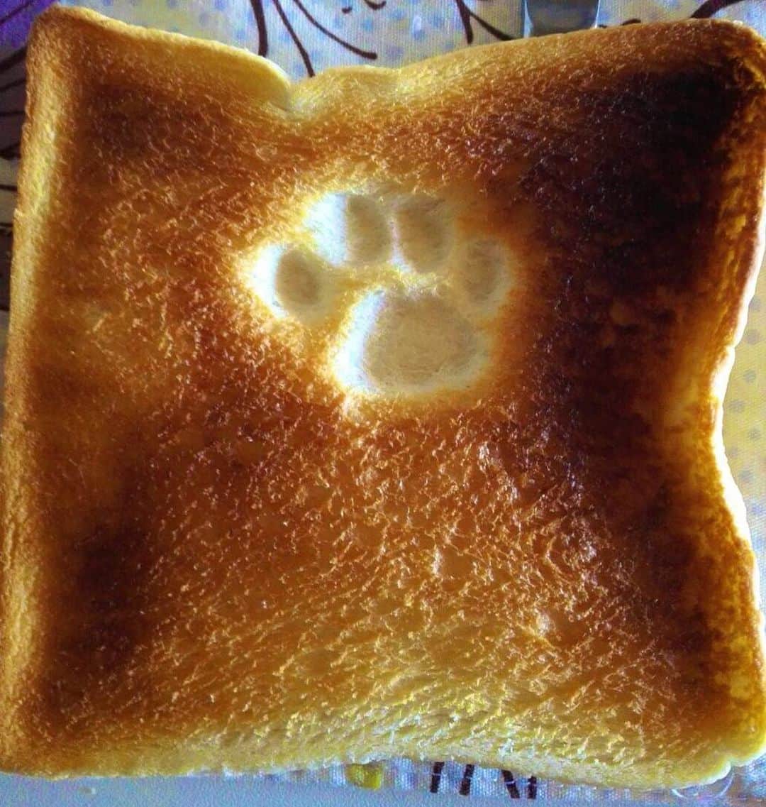 9GAGさんのインスタグラム写真 - (9GAGInstagram)「Your toast has been blessed by a cat.  By 6__roku_ | TW  @meowed #paw #9gag」6月19日 15時56分 - 9gag