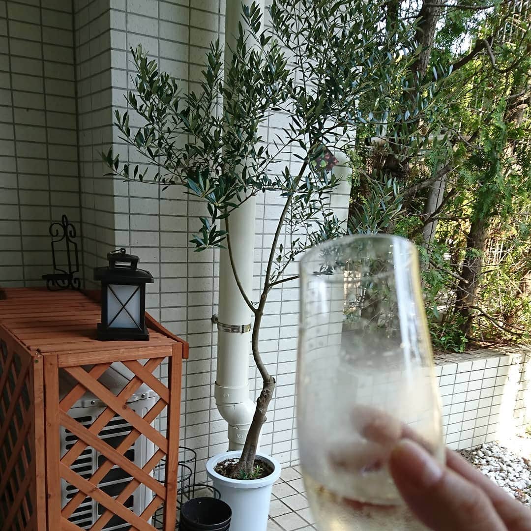 床嶋佳子さんのインスタグラム写真 - (床嶋佳子Instagram)「こんにちは！ 東京は梅雨の晴れ間の１日でした‼️😊🍀. 今日は朝から撮影で終了後、以前から気になっていた❣️オリーブの木を我が家にお連れしましたぁ‼️😆🎶昼間からシャンパンで乾杯〜🥂🎶 .  本日はルッコラとクレソンとバジルの種を撒きました！🌱元気に育ってくれると嬉しいな〜❤️って私、食べるんですけどね😁💦 . 我が家のお花さん達も元気いっぱいで嬉しいな〜😆🍀」6月19日 16時15分 - yoshiko.tokoshima