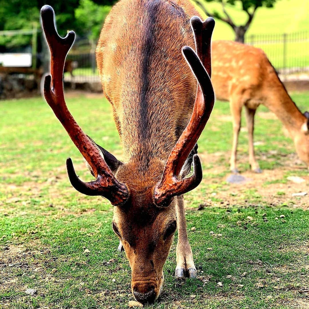 kokiさんのインスタグラム写真 - (kokiInstagram)「One of my favorite animal !!! They were extremely beautiful and cute ❤️ Their eyes are so gentle 💓  @galaxymobilejp」6月19日 16時18分 - koki