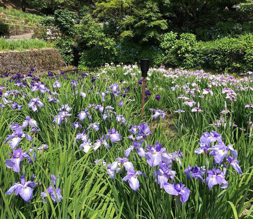 南早苗さんのインスタグラム写真 - (南早苗Instagram)「昨日は天気が良かったので卯辰山へ。花菖蒲園や見晴らし台などぐるっとしてきました。ランチ後の憩いの場になっていました☺️ #金沢 #卯辰山 #花を愛でること #梅雨時の楽しみ #母のガイド付き笑」6月19日 16時44分 - minamisanae