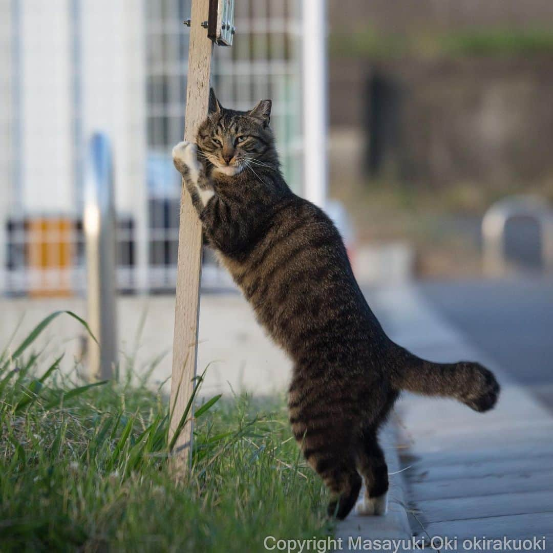 Masayukiさんのインスタグラム写真 - (MasayukiInstagram)「支える。  #cat #ねこ」6月19日 17時06分 - okirakuoki