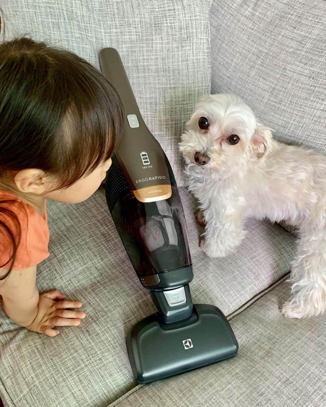 こままりえさんのインスタグラム写真 - (こままりえInstagram)「✴︎ NEW vacuum cleaner🐶✨ . 新しい掃除機が我が家に✨ エルゴラピード・リチウム プラチナ✨ . フローリング掃除はもちろん、 ソファやクッションに絡みついた毛を 手軽にねこそぎ吸い取ってくれるから ペットがいるお家にとてもオススメ🐶 . 元々プリンくんは毛が抜けないほうだけど それでもしっかりと毛が吸い取れました👍  ボタンを踏むだけでブラシに絡まった毛も 自動でカットしてくれるのも使いやすい〜😉 . デザイン性にも富んでいて お部屋に置いておいてもオシャレ👏 何より、我が家は小さな子供たちがいるから 根こそぎお掃除できるのは心強いです👶💓 . #PR #エレクトロラックス #ERGORAPIDO #エルゴラピード #掃除機 #クリーナー #スティッククリーナー #ハンディクリーナー #北欧 #スウェーデン生まれ #掃除 #お掃除 #最新家電 #家電 #家電好き #Electrolux #vacuumcleaner #cleaner #cleanup #愛犬 #いんすたぷりん #プリンくん #マルプー #ミックス犬 #愛犬との暮らし #娘ちゃんの成長記録 #2歳2ヶ月」6月19日 17時01分 - komamarie