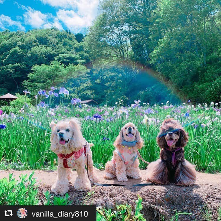 アイペット ペットスナップキャンペーンのインスタグラム