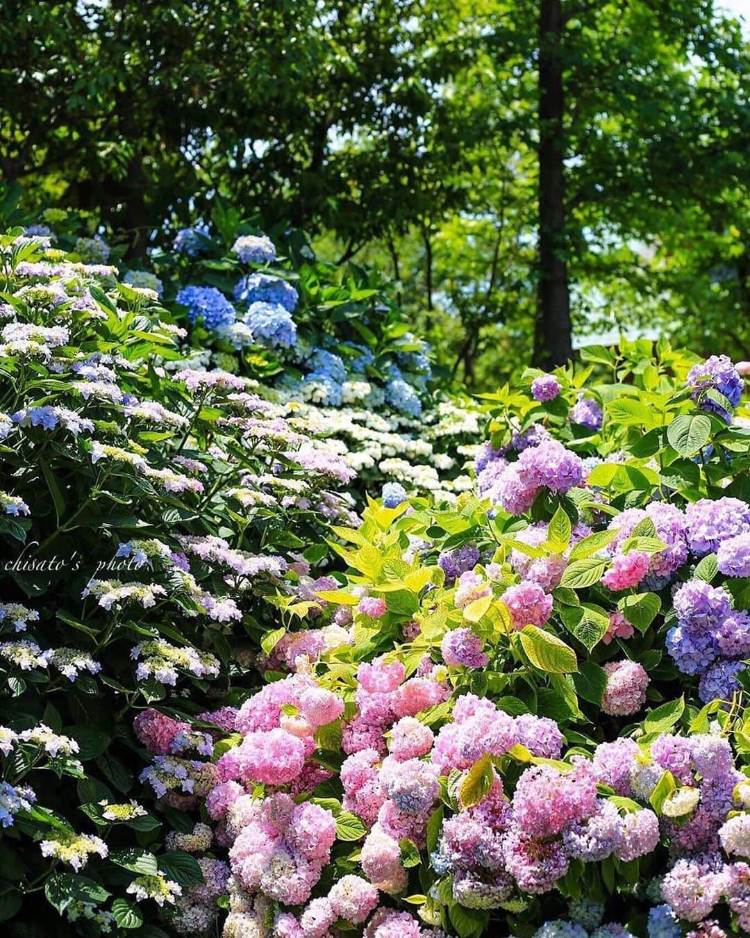 エイチ・アイ・エスさんのインスタグラム写真 - (エイチ・アイ・エスInstagram)「本日の1枚 🚩大阪府・「ホテル・ロッジ舞州」 📸@chisato0040 さん 🎙ご本人コメント とても綺麗に手入れされたお庭にボリュームのある紫陽花が綺麗に咲いています。たくさん種類があるので、違いを見つけながら見て回るのがおススメです😊 ＊＊＊＊＊＊ こんばんは😊 本日も #アジサイ旅のセカイ2019 で国内・海外の紫陽花スポットでのお写真をご紹介します💁🏻‍♀️ すでに、投稿頂いたみなさま、ありがとうございます！ (お写真募集：6/26(水)まで) 6/27(金)に、ギャラリーに9枚の素敵なお写真を揃え 「行ってよかった紫陽花スポット9選！」という記事を弊社メディア「Like the World」UPさせて頂き各SNSアカウントでもご紹介させて頂きます！ ＊＊＊＊＊＊ 先日までご紹介したお写真を使わせて頂き、 「2019年版！旅好きが選んだ！アジアリゾート魅惑スポット9選！」 記事を、弊社メディア「Like the World」にUPし、各SNSアカウントでもご紹介させて頂きました✨ ぜひ、プロフィール画面のURLから、ご覧ください！ @his_japan ＊＊＊＊＊＊ 今月の旅の思い出は @his_japanをタグ付け頂き #LW6月の旅 で投稿お待ちしてます😃 (厳選させて頂いたお写真を使わせて頂き 弊社メディア「Like the World」で 記事をUPさせていただく予定です。)」6月19日 17時37分 - his_japan