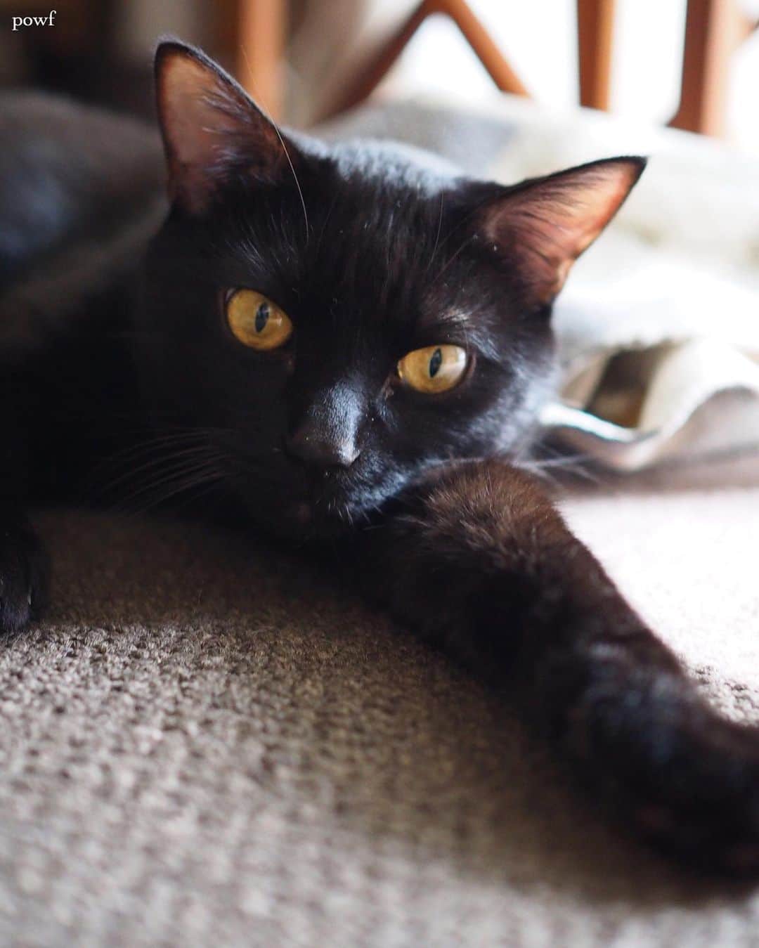 anemone_69のインスタグラム：「. #ハカセとキョウジュ #blackcat #黒猫 #cat #猫 #保護猫 . . .」
