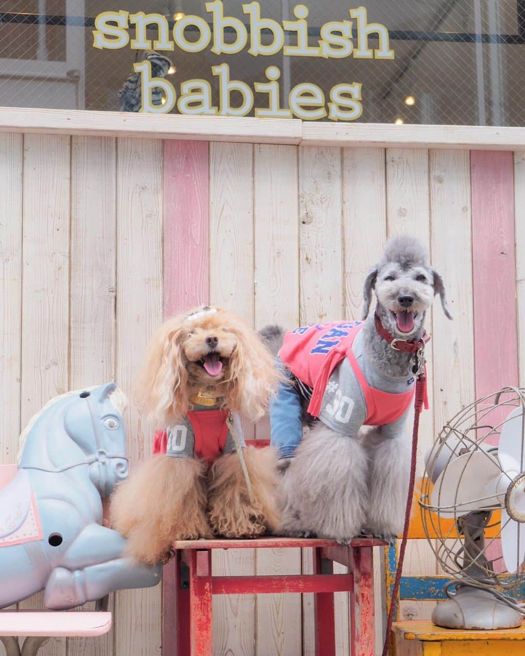Toypoodle Mikuru?Asakusa Tokyoのインスタグラム：「20190619 Wednesday. In snobbish babies Daikanyama. Part1. . 6月14日にオープンした㊗️ as know as de wan snobbish babies代官山店に ラフくん @laugh0903 とあそびに行ってきました💖 . ❶❷ フォトスポット可愛いです😍 ❸ ショップとか ❹ ラフくんと送ったお花💐飾ってくれてました💕 ❺ 限定は最初から諦めていたのでこちらをおソロで🥰 ❻❼❽ オフショット画像&動画 . トリミング仕立ての綺麗✨なラフくんと 1ヶ月半以上トリミングしていない汚犬💔みくる 2人の差に笑っちゃいます🤣 . 駅からも近いしカワユイ店内🥰 今度は綺麗にしてから連れて行きたいなぁ😅 . Part 2 へ続く 🔜 . #snobbishbabies代官山 #第12期ppモデル #第17期ppモデル」