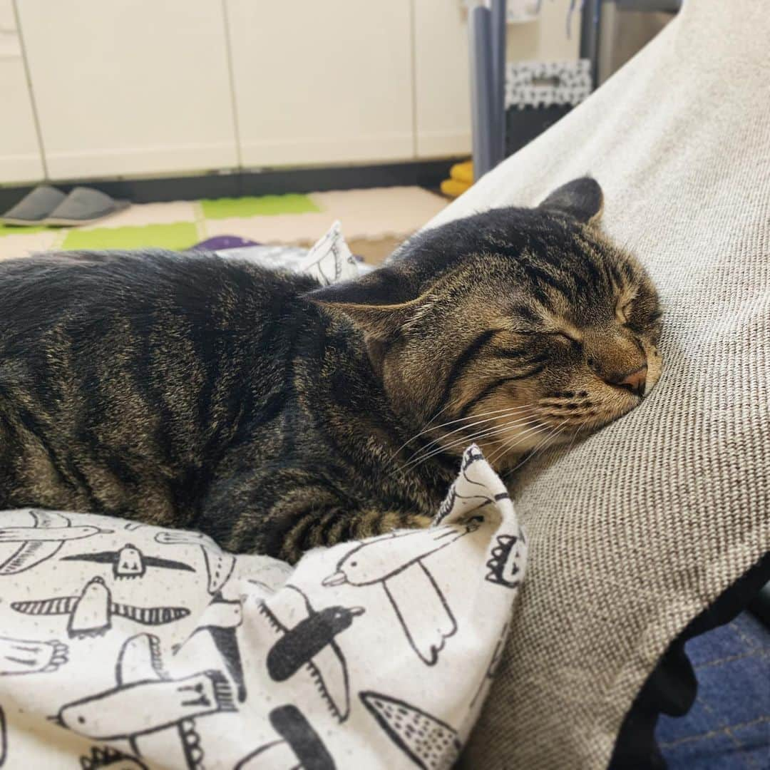 Musashiさんのインスタグラム写真 - (MusashiInstagram)「夕方ムサシさん。お昼寝すやり。Sleeping soundly... #musashi #mck #cat #キジトラ #ムサシさん #ねこすたぐらむ #musashi_the_cat」6月19日 18時58分 - _daisy