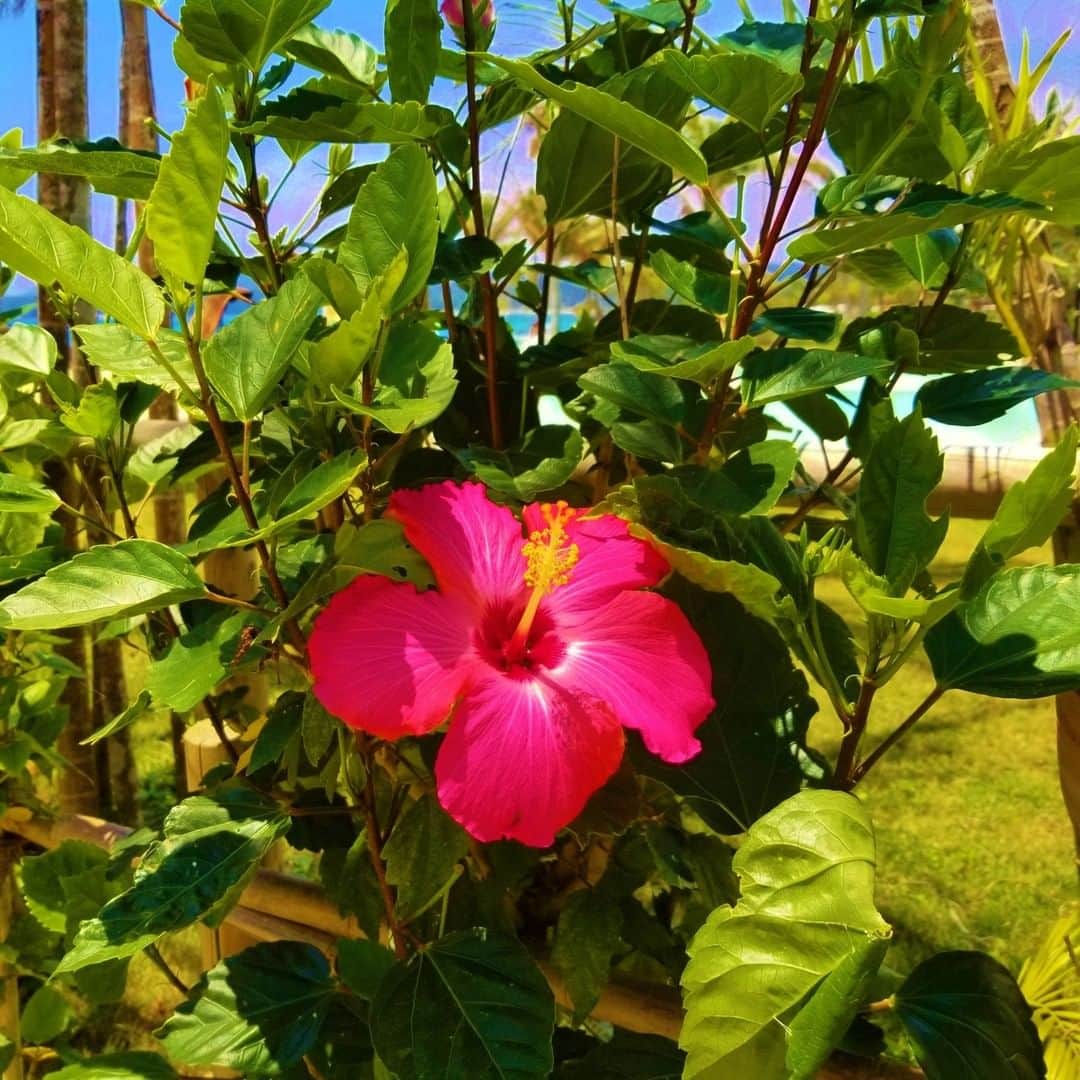 カヌチャリゾートさんのインスタグラム写真 - (カヌチャリゾートInstagram)「南国のお花、ハイビスカス🌺⠀ 沖縄県内でも街中で見かけますが、カヌチャ内でも沢山 咲いています！σ(ﾟｰ^*)⠀ ⠀ お花や自然の多いカヌチャですが、ハイビスカスは、南国らしさを盛り上げてくれ、一際目立つ存在です♫⠀ ⠀ #カヌチャリゾート #カヌチャ #リゾート #沖縄 #おきなわ #名護 #沖縄旅行 #沖縄観光 #沖縄好きな人と繋がりたい #南国 #南国リゾート #ハイビスカス #花のある生活 #花のある暮らし #花言葉 #新しい恋 #繊細な美⠀ #kanucharesort #kanucha #resort #okinawa #nago #okinawajapan #okinawatrip #flower #hibiscus #hibiscusflower⠀ #오키나와 #오키나와여행 #히비스커스」6月19日 19時00分 - kanucha_resort