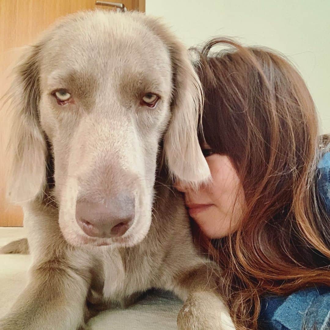 宮前真樹さんのインスタグラム写真 - (宮前真樹Instagram)「なんかさぁ すごいくっついてくるし すごい話しかけてくるのよ ちょっとめんどくさいわけよ。 と言うエルマーの心の声が聞こえた気がしてます…。 顔！！ もっと可愛い顔して！！ #無表情やめて😂. #ワイマラナーロングヘアード  #ワイマラナー1歳  #でかエルマー #デカ犬 #無表情犬 ❷寄りかかっても安心の安定感 一緒にゴロゴロするの嬉しい #至福の時間  #エルマーの記録 #weimaranerlove  #longhairedweimaraner」6月19日 18時56分 - miyamaemaki0116