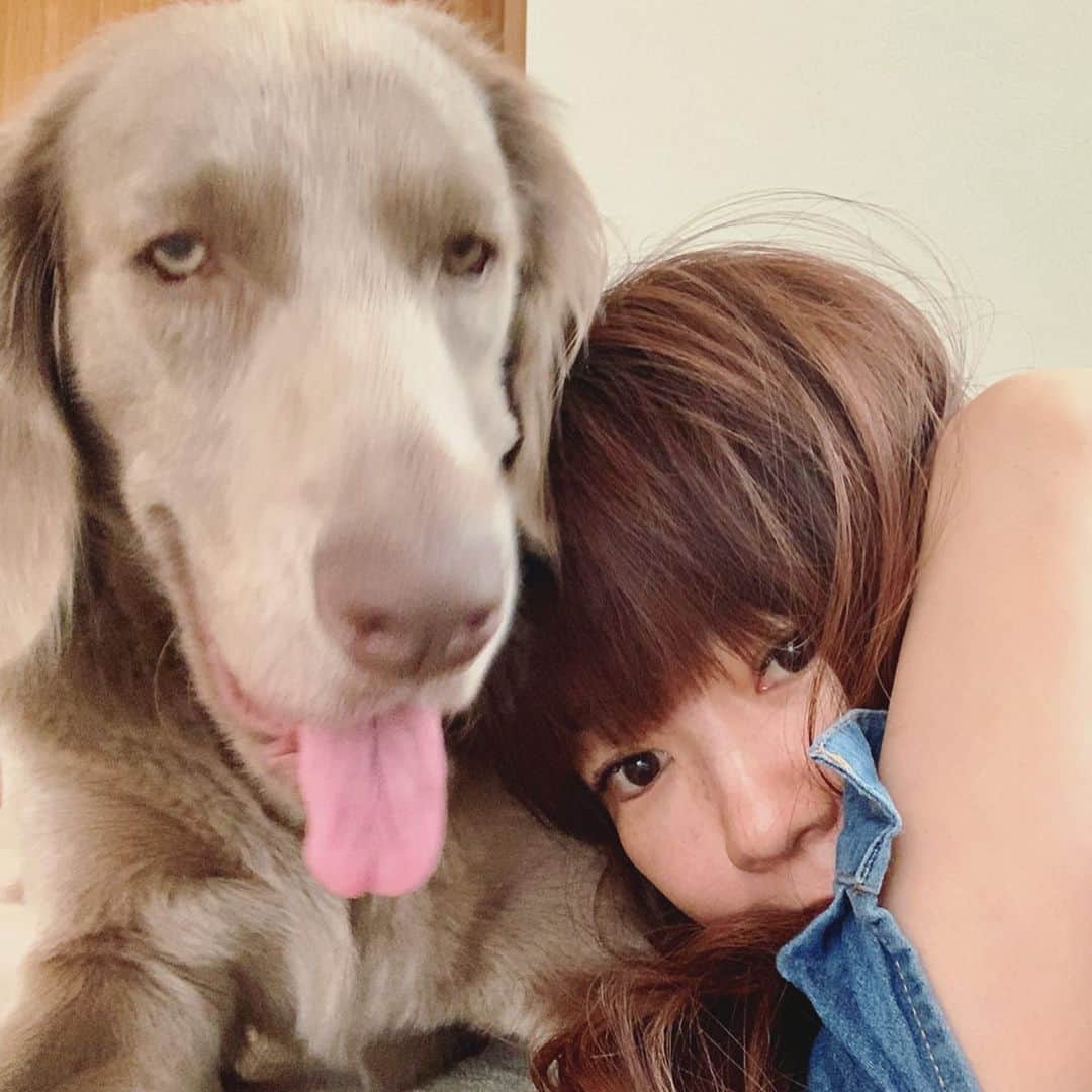 宮前真樹さんのインスタグラム写真 - (宮前真樹Instagram)「なんかさぁ すごいくっついてくるし すごい話しかけてくるのよ ちょっとめんどくさいわけよ。 と言うエルマーの心の声が聞こえた気がしてます…。 顔！！ もっと可愛い顔して！！ #無表情やめて😂. #ワイマラナーロングヘアード  #ワイマラナー1歳  #でかエルマー #デカ犬 #無表情犬 ❷寄りかかっても安心の安定感 一緒にゴロゴロするの嬉しい #至福の時間  #エルマーの記録 #weimaranerlove  #longhairedweimaraner」6月19日 18時56分 - miyamaemaki0116