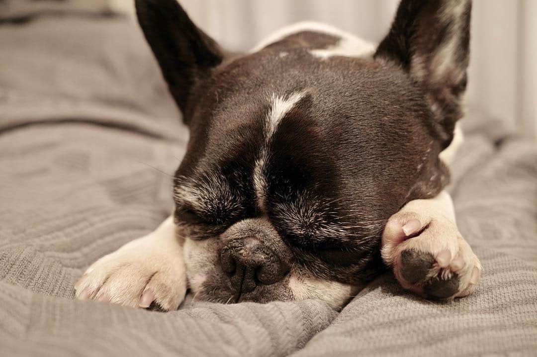 優さんのインスタグラム写真 - (優Instagram)「寝てるよもぎさん。かわいいなー。 #フレンチブルドッグ」6月19日 19時10分 - buglug_you
