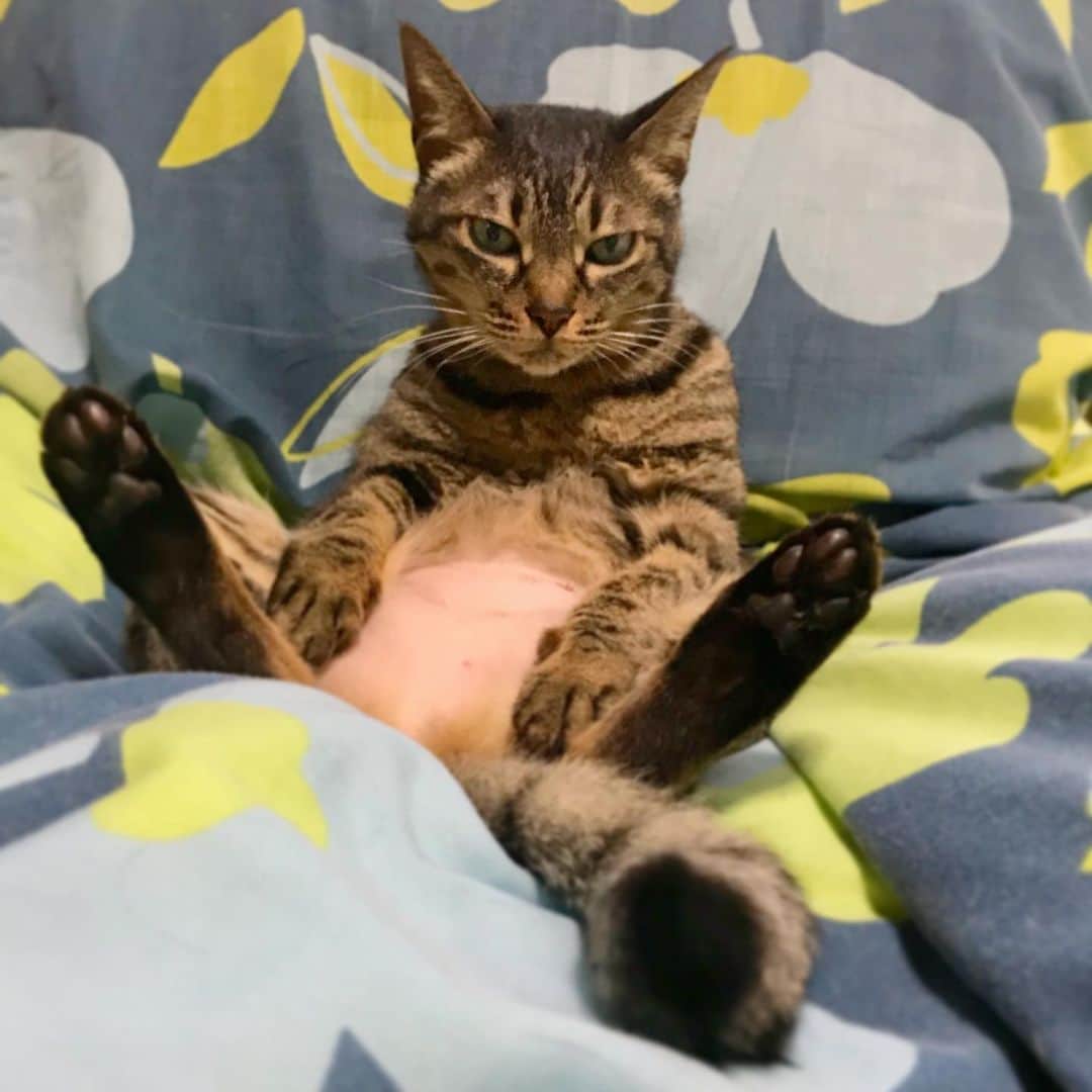 小嶋晶子のインスタグラム：「Today I don't feel like doing anything.🐈🐾 #cat #cats #browntabby #catsofinstagram #catstagram #neko #nekostagram #ねこ #ねこ部 #ねこすたぐらむ #きじとら #きじとらねこ #きじとら女子 #きじとら部 #ネコ #ネコ部  #キジトラ #キジトラネコ #キジトラ部 #かぎしっぽ #かぎしっぽ猫部 #カギしっぽ #カギしっぽ猫 #お腹ハゲてる」