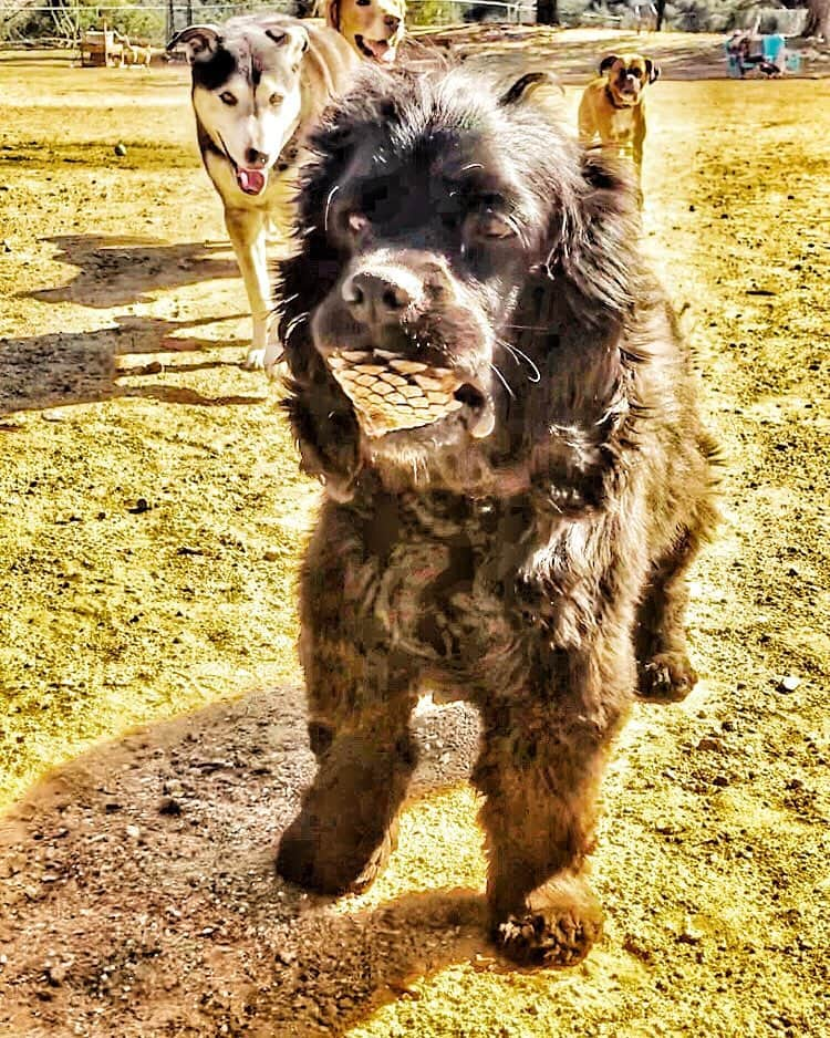 ジェーン・リンチさんのインスタグラム写真 - (ジェーン・リンチInstagram)「I gots a pinecone.」6月20日 5時41分 - janelynchofficial