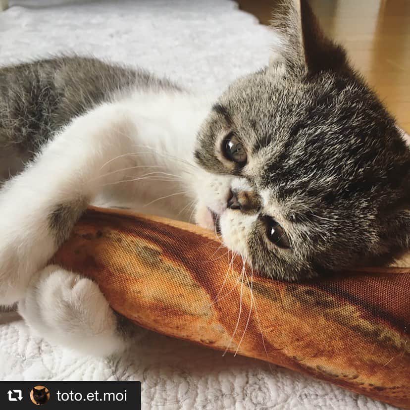 のインスタグラム：「フランスパンかかえ何想う。ガシッとキープ、かんわいいですね〜 @toto.et.moi さんがフランスパンにぎにぎとうちのコちゃんのお写真上げてくださいました。ありがとうございます😊  #masacova #niguinigui  #ニギニギ #pettoy #cat  #repost @toto.et.moi via @PhotoAroundApp  ぼんぼんじゅー！今朝はバゲットを美味しくいただきました。 ・ 🐱もんじゅ、もんじゅ ・ ・ #お味はどうですか 🥖 #見守り隊どこいった？🐭🐰 #にぎにぎおもちゃ」