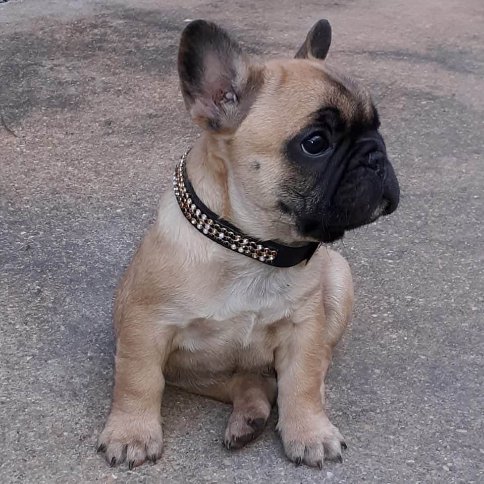 Regeneratti&Oliveira Kennelさんのインスタグラム写真 - (Regeneratti&Oliveira KennelInstagram)「Anitta is So Cute, she is available and looking for a forever home. For more info on her please DM. #frenchie #puppy #Anitta #bulldog」6月19日 21時15分 - jmarcoz