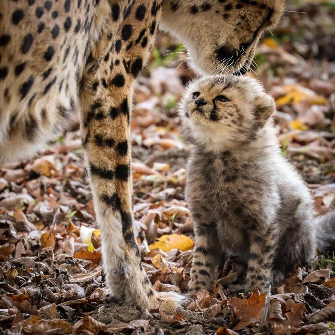 Discoveryさんのインスタグラム写真 - (DiscoveryInstagram)「“The tenderness of a cheetah cub.” 📸 + caption by Iana Abel (@topolinophotography) . . . . #photography #photooftheday #explore #naturephotography #nature #potd #travelIG #cheetah #baby #cub #ahh #cute #instanature #wild #wow #animals」6月19日 21時37分 - discovery