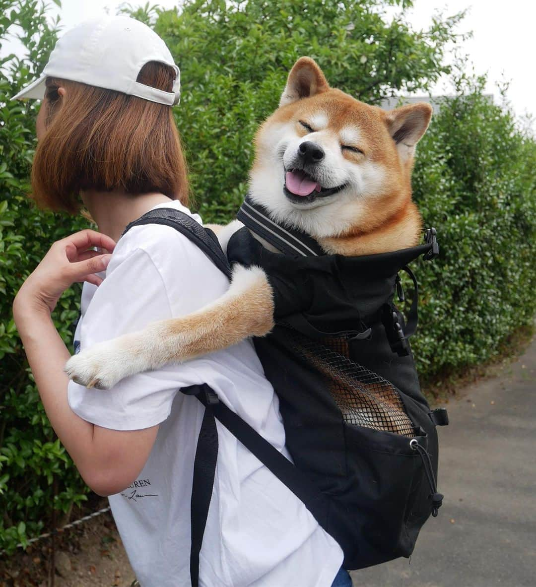 shibainu berryさんのインスタグラム写真 - (shibainu berryInstagram)「Berry in backpack🐻👍 先日のリュック入った時🐻 今日は忙しくて何も撮れず💦 おやすみなさい😌 #❤️迷子犬の掲示板応援団 @maigo_dog  #❤️迷子犬の掲示板四国応援 @maigo_dog_shikoku #めざせ迷子犬ゼロ👌 #柴犬 #べりやん #べりむく #多頭飼い #berry #shiba #shibainu  #shibainumania #shibastagram #instashiba #ぷにっと部 #口角キュキュッと部  #チーム俺様 →部員絶賛募集中 #shiba_snap #proudshibas #west_dog_japan #サンデイ #instagramjapan #ふわもこ部 #pecoいぬ部 #pecotv #buzzfeedanimals #dogsofinstagram #dogsofinstaworld #dogs_of_instagram #9gag」6月19日 21時40分 - shibainu.berry