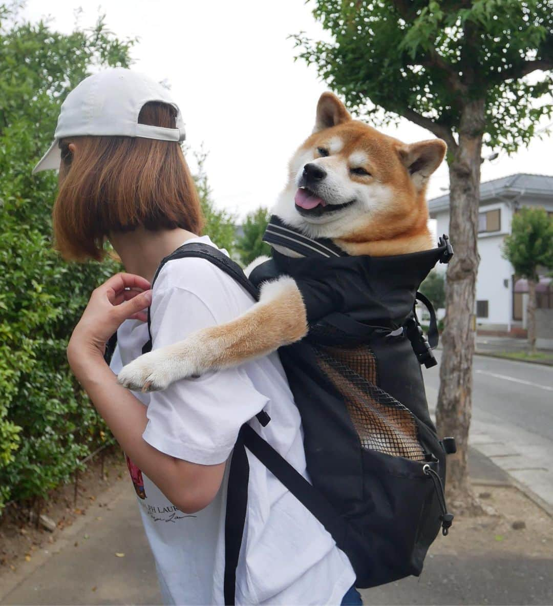 shibainu berryさんのインスタグラム写真 - (shibainu berryInstagram)「Berry in backpack🐻👍 先日のリュック入った時🐻 今日は忙しくて何も撮れず💦 おやすみなさい😌 #❤️迷子犬の掲示板応援団 @maigo_dog  #❤️迷子犬の掲示板四国応援 @maigo_dog_shikoku #めざせ迷子犬ゼロ👌 #柴犬 #べりやん #べりむく #多頭飼い #berry #shiba #shibainu  #shibainumania #shibastagram #instashiba #ぷにっと部 #口角キュキュッと部  #チーム俺様 →部員絶賛募集中 #shiba_snap #proudshibas #west_dog_japan #サンデイ #instagramjapan #ふわもこ部 #pecoいぬ部 #pecotv #buzzfeedanimals #dogsofinstagram #dogsofinstaworld #dogs_of_instagram #9gag」6月19日 21時40分 - shibainu.berry